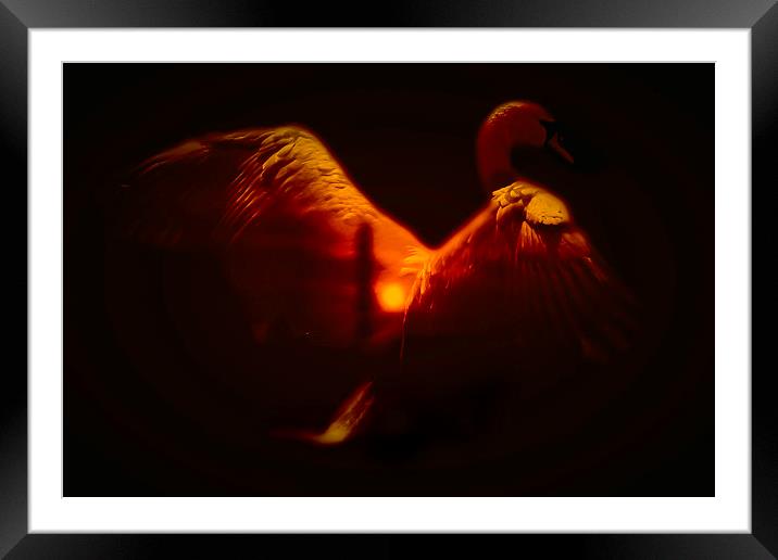 The Beauty Of The Swan Framed Mounted Print by Tony Fishpool