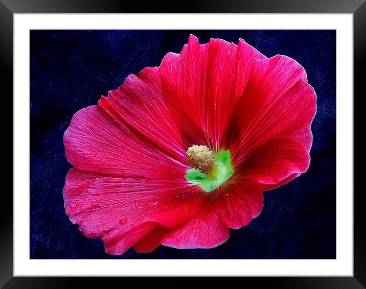 2228-*red flower Framed Mounted Print by elvira ladocki