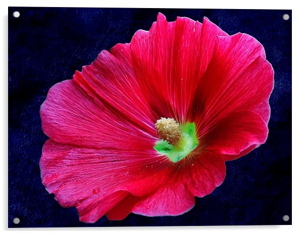 2228-*red flower Acrylic by elvira ladocki