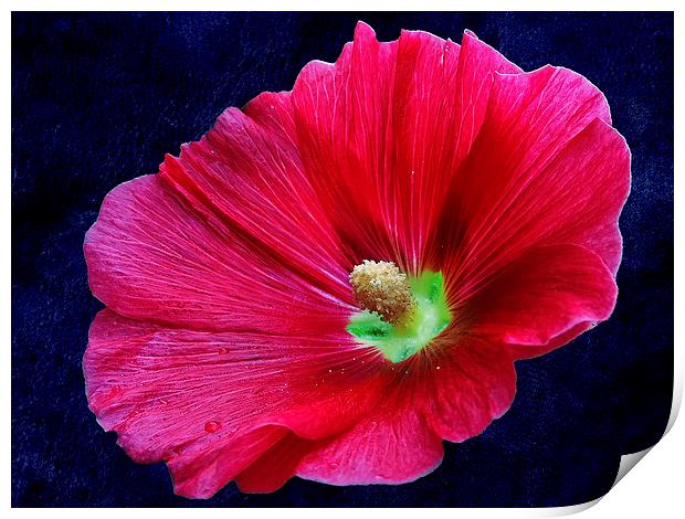 2228-*red flower Print by elvira ladocki