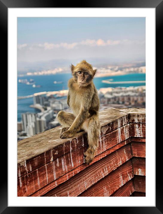 Gibraltar Barbary Macaques Monkey Framed Mounted Print by Joanne Wilde