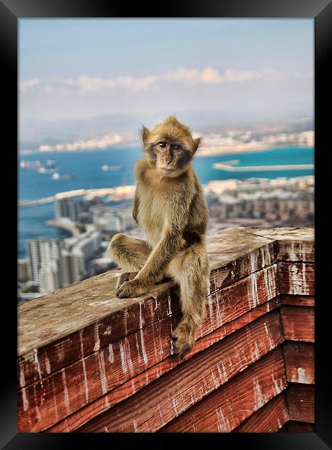 Gibraltar Barbary Macaques Monkey Framed Print by Joanne Wilde