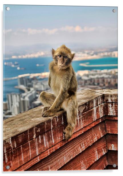 Gibraltar Barbary Macaques Monkey Acrylic by Joanne Wilde