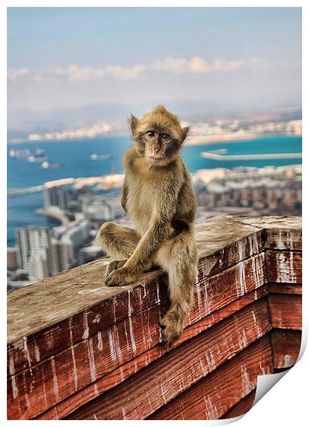Gibraltar Barbary Macaques Monkey Print by Joanne Wilde