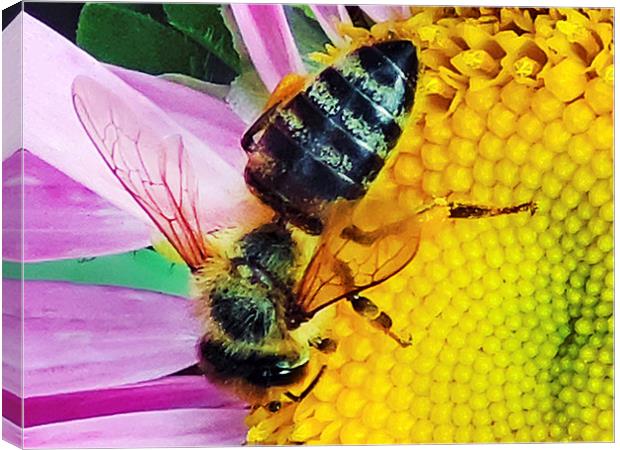2230-bee on flower Canvas Print by elvira ladocki