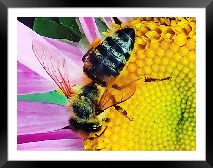 2230-bee on flower Framed Mounted Print by elvira ladocki