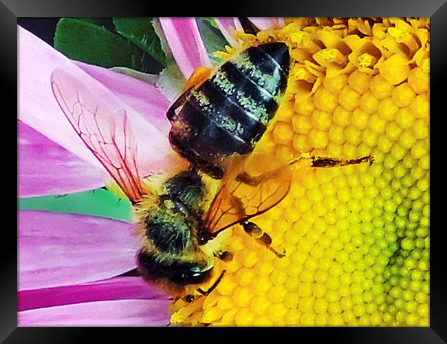 2230-bee on flower Framed Print by elvira ladocki