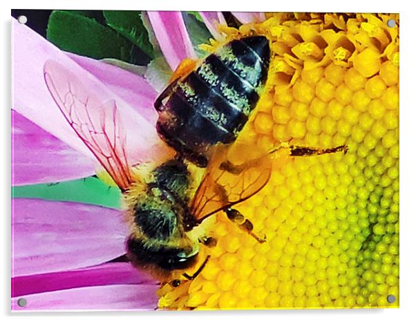 2230-bee on flower Acrylic by elvira ladocki