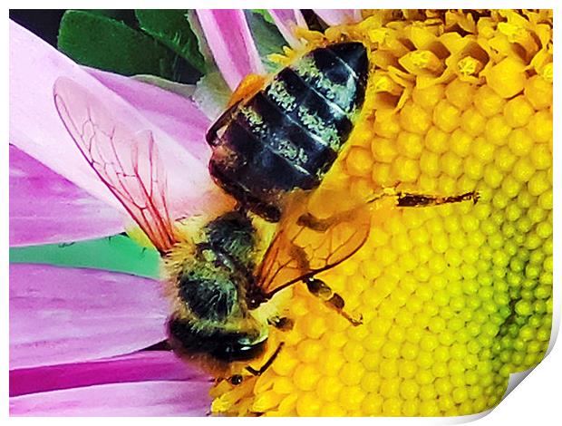 2230-bee on flower Print by elvira ladocki