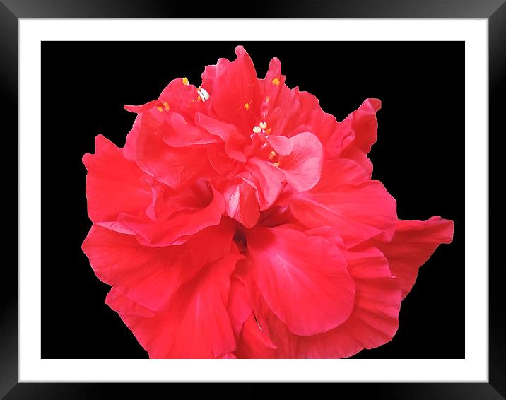 2232-red hibiscus Framed Mounted Print by elvira ladocki