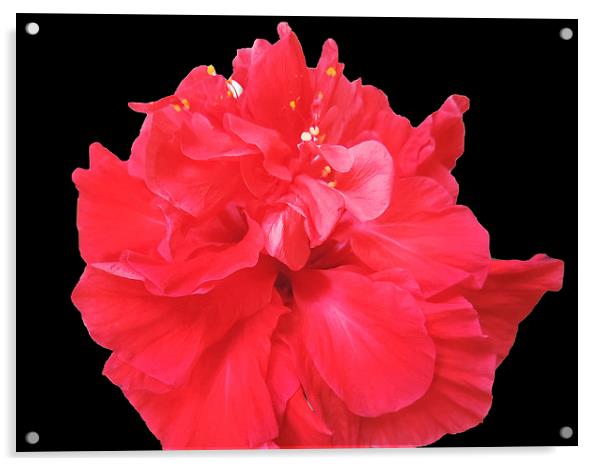 2232-red hibiscus Acrylic by elvira ladocki