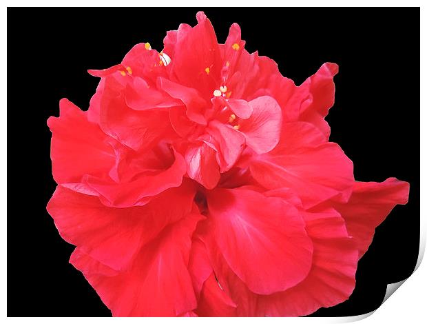 2232-red hibiscus Print by elvira ladocki