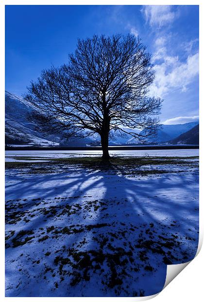 Sun Tree Print by Gary Finnigan