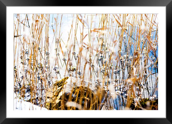 Pearl grass Framed Mounted Print by Gary Finnigan