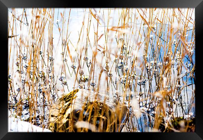 Pearl grass Framed Print by Gary Finnigan