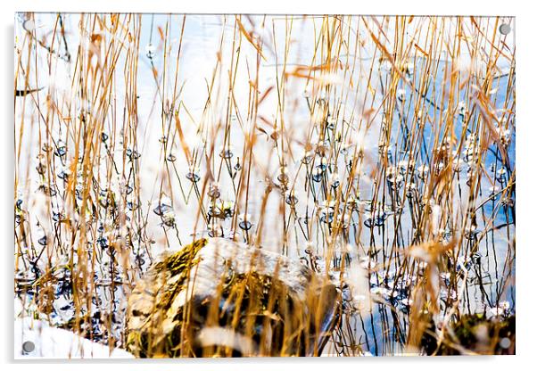 Pearl grass Acrylic by Gary Finnigan