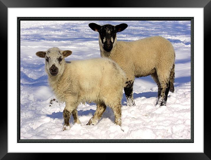 lambies Framed Mounted Print by Vivienne Barker