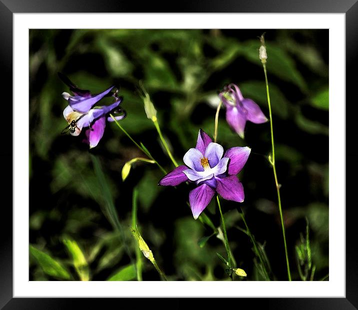 Flower and Fly Framed Mounted Print by Belinda Greb