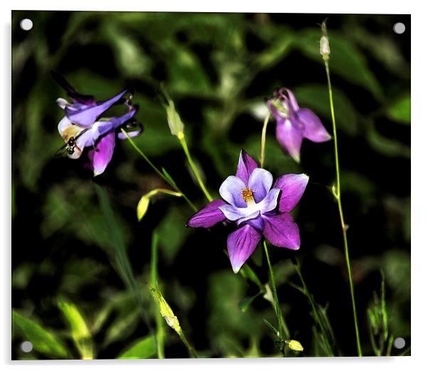 Flower and Fly Acrylic by Belinda Greb
