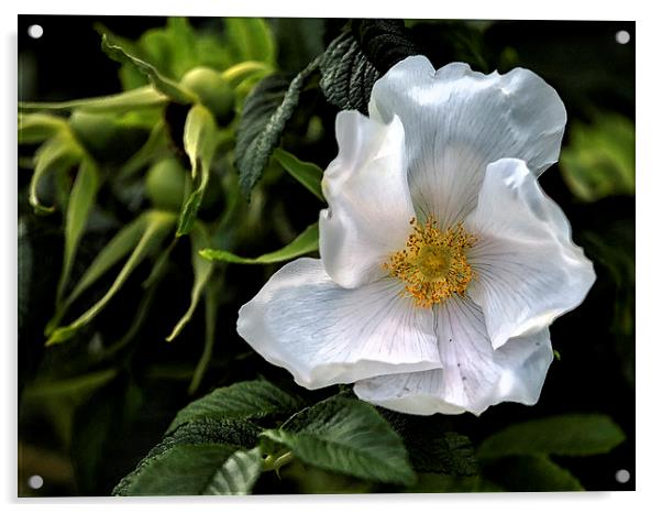 White Rose Acrylic by Belinda Greb