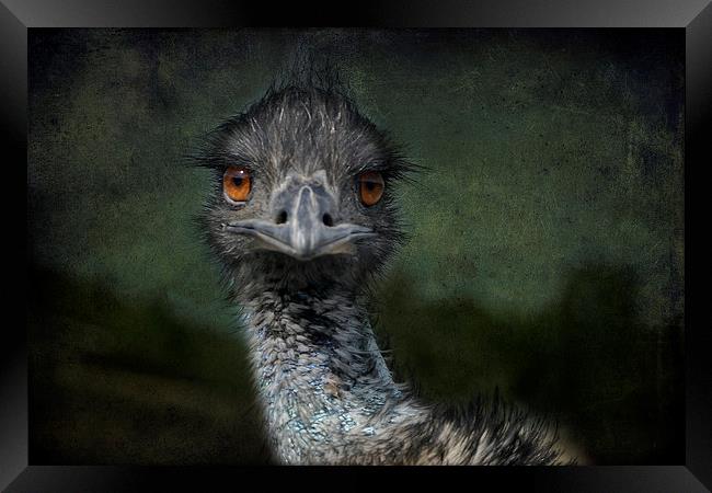 Emu Gazing Version 2 Framed Print by Belinda Greb