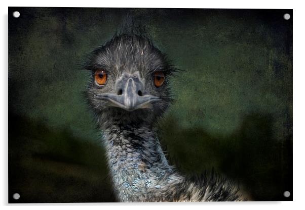 Emu Gazing Version 2 Acrylic by Belinda Greb