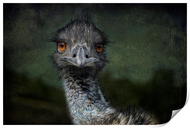Emu Gazing Version 2 Print by Belinda Greb
