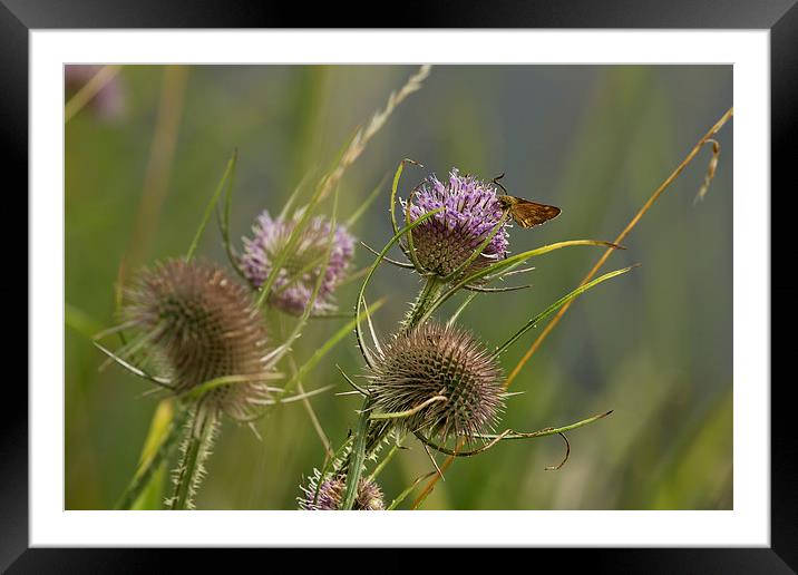 End of Summer Framed Mounted Print by Belinda Greb