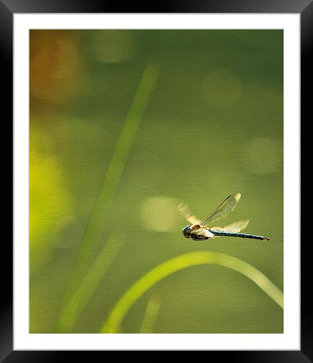 Blue Darner Dragonfly - Green Water and Light Framed Mounted Print by Belinda Greb