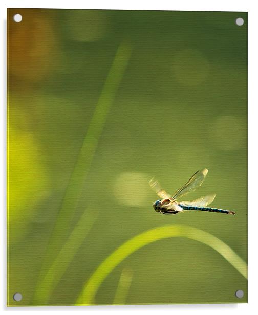 Blue Darner Dragonfly - Green Water and Light Acrylic by Belinda Greb