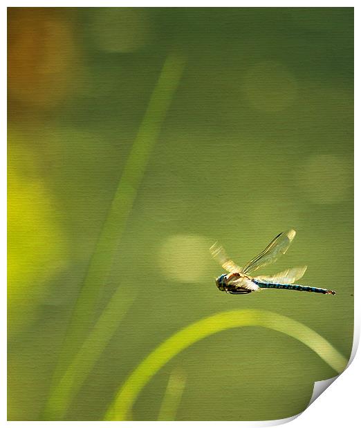 Blue Darner Dragonfly - Green Water and Light Print by Belinda Greb