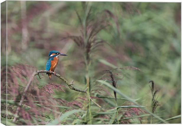 Kingfisher Canvas Print by Don Davis