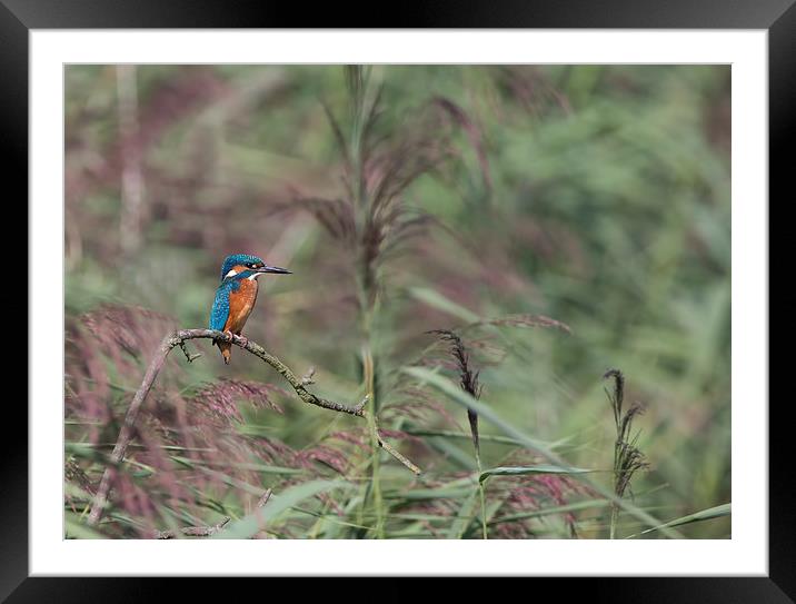Kingfisher Framed Mounted Print by Don Davis