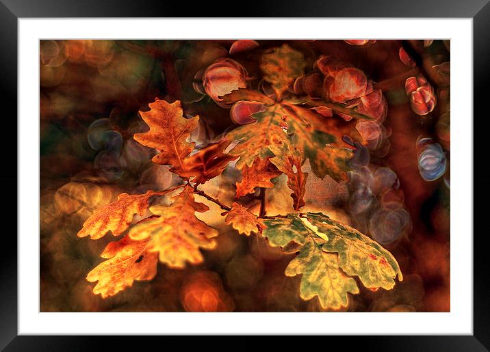 Colours of Oak Framed Mounted Print by Pauline Lewis