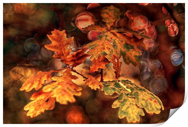 Colours of Oak Print by Pauline Lewis