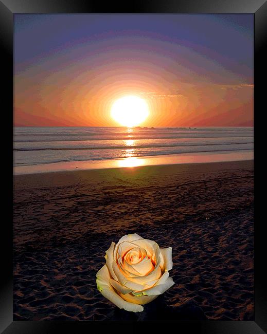 Rose on Beach Framed Print by james balzano, jr.