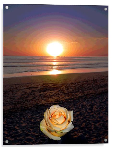 Rose on Beach Acrylic by james balzano, jr.