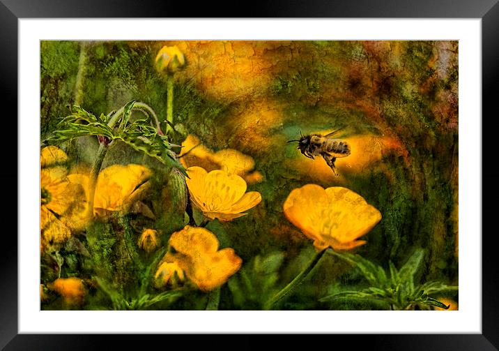 Buttercup Jungle Framed Mounted Print by Pauline Lewis