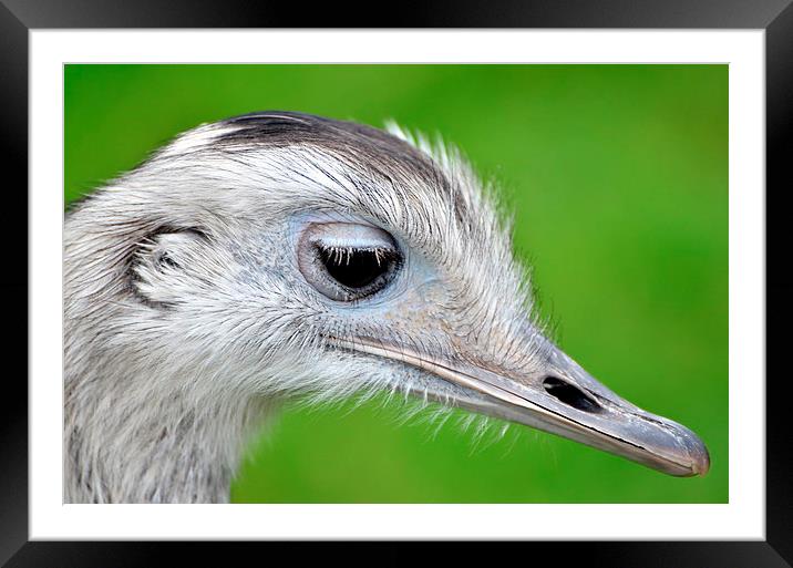 Ostrich at Blair Drummond Safari Park Framed Mounted Print by Michael Moverley