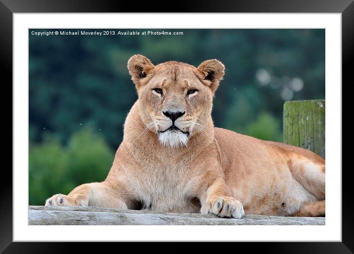 Lioness at Blair Drummond Safari Park Framed Mounted Print by Michael Moverley