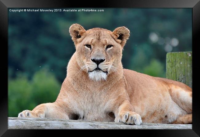 Lioness at Blair Drummond Safari Park Framed Print by Michael Moverley