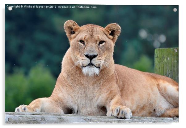 Lioness at Blair Drummond Safari Park Acrylic by Michael Moverley