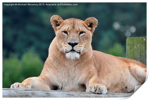 Lioness at Blair Drummond Safari Park Print by Michael Moverley