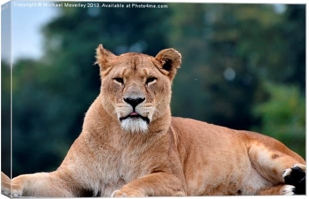 Lioness at Blair Drummond Safari Park Canvas Print by Michael Moverley