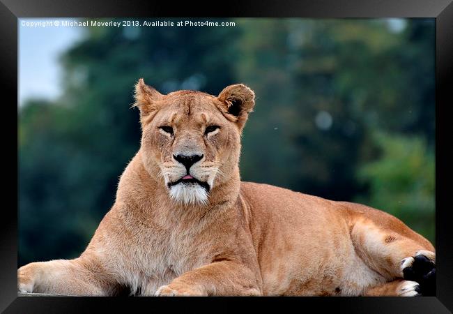 Lioness at Blair Drummond Safari Park Framed Print by Michael Moverley