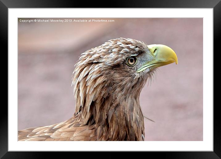 Sea Eagle at Blair Drummond Safari Park Framed Mounted Print by Michael Moverley