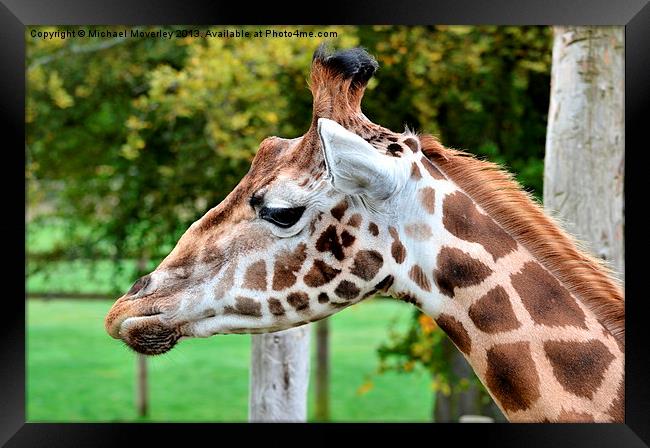 Close up of a Giraffe at Blair Drummond Safari Par Framed Print by Michael Moverley