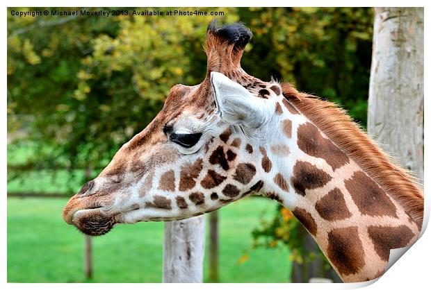 Close up of a Giraffe at Blair Drummond Safari Par Print by Michael Moverley