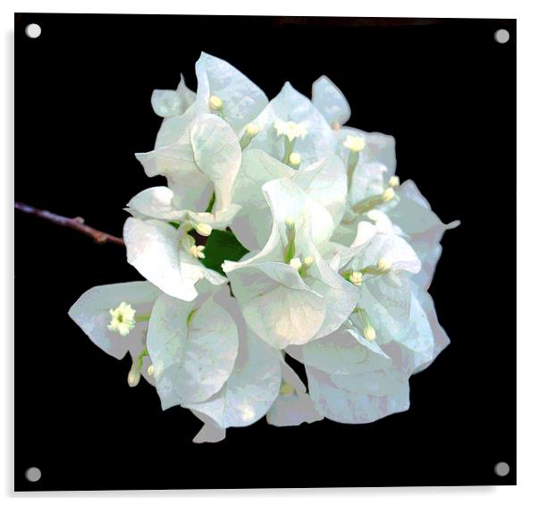 White Flora Acrylic by james balzano, jr.