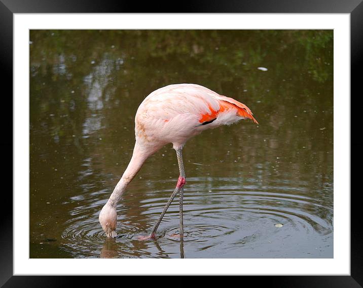 Feeding Flamingo Framed Mounted Print by sharon bennett